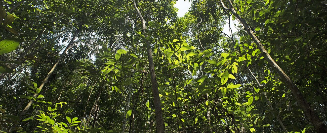 ¡Conoce nuestro proyecto de conservación REDD+ El Último Hábitat en Campo Verde!